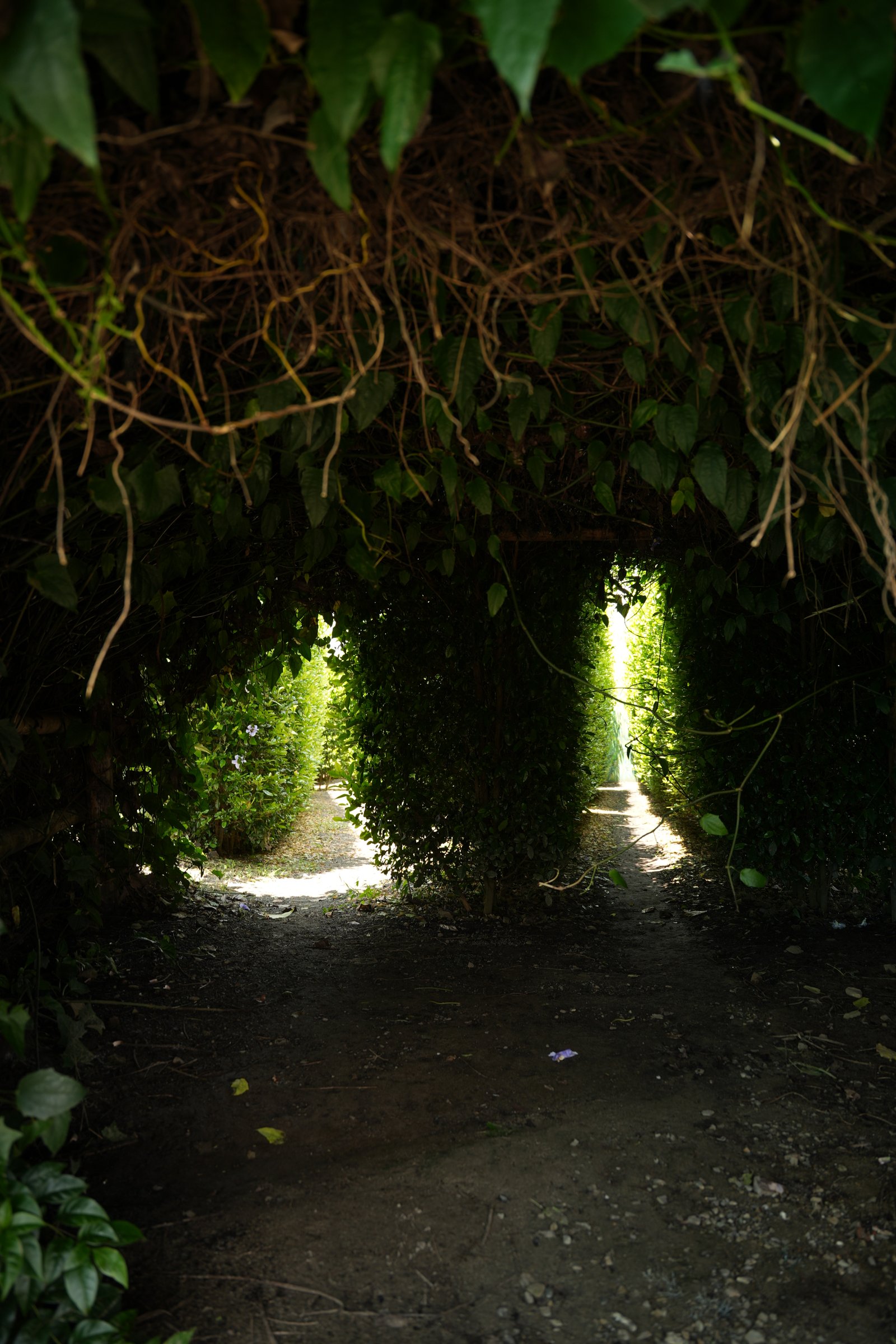 Ingreso al Laberinto